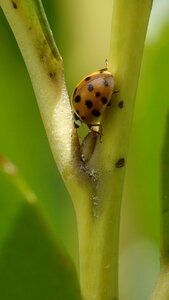 Nature ladybug leaf