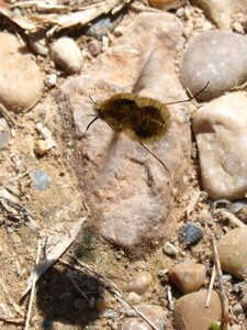 Bumblebee drone flight of the insect