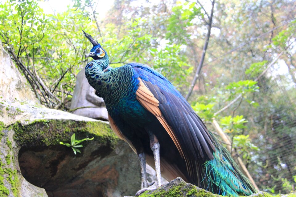 Wildlife animal peacock