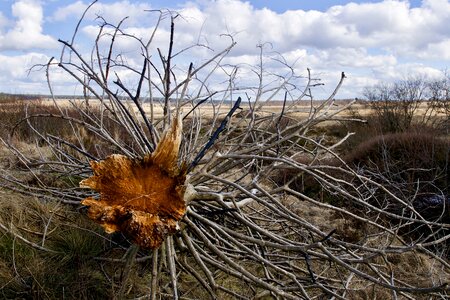 Dry plant brown