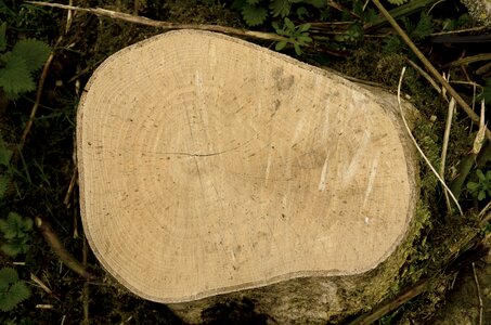 Log tree log wood grain photo