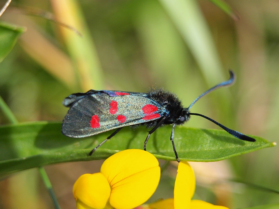 Black red zygaena filipendulae insect