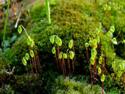 Sheet environment moss