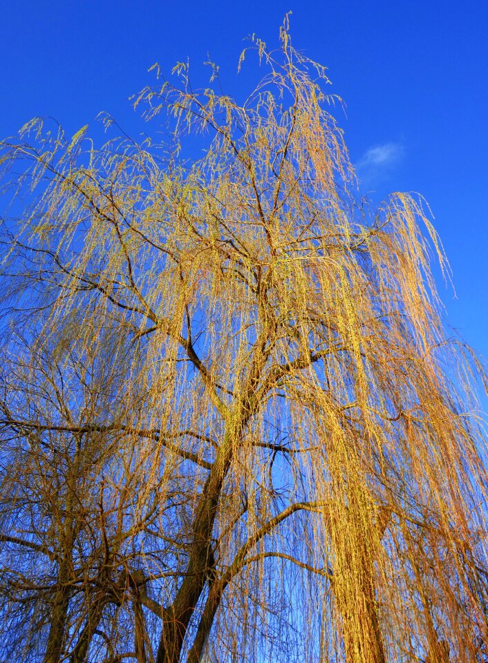 Salix babylonica branch spring foliage