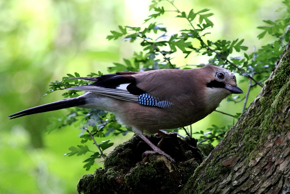 Woodland feathers green birds