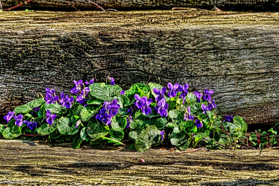 Garden plant nature
