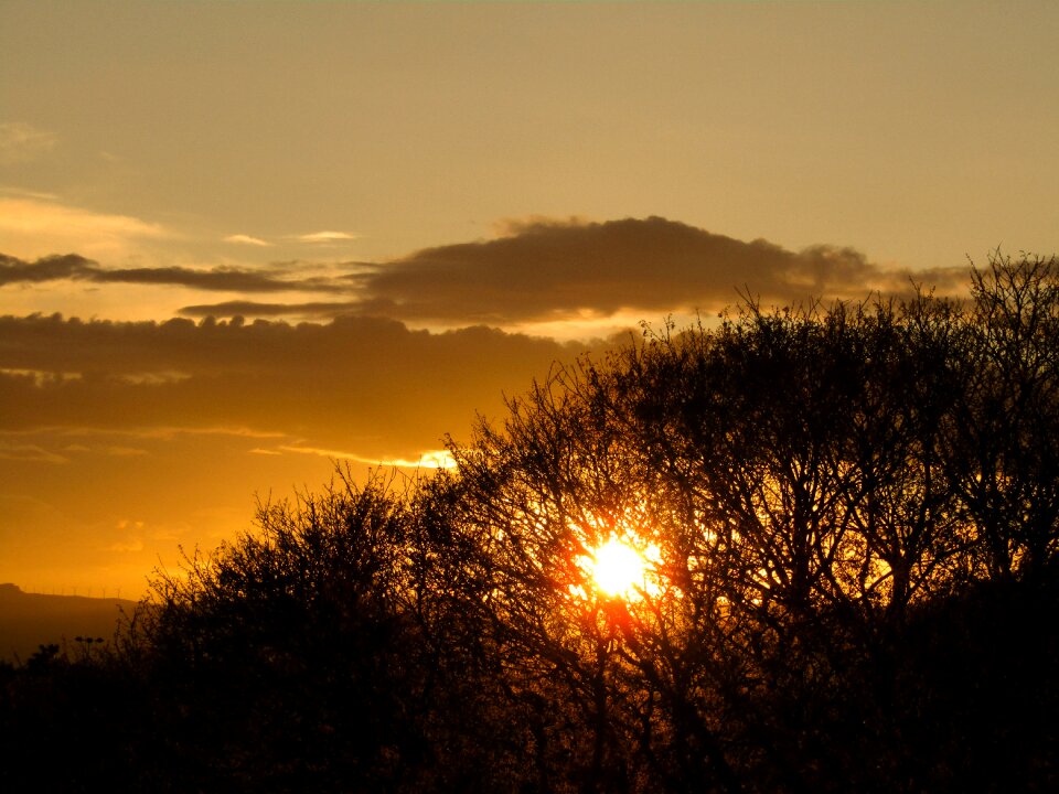 Tree landscape nature