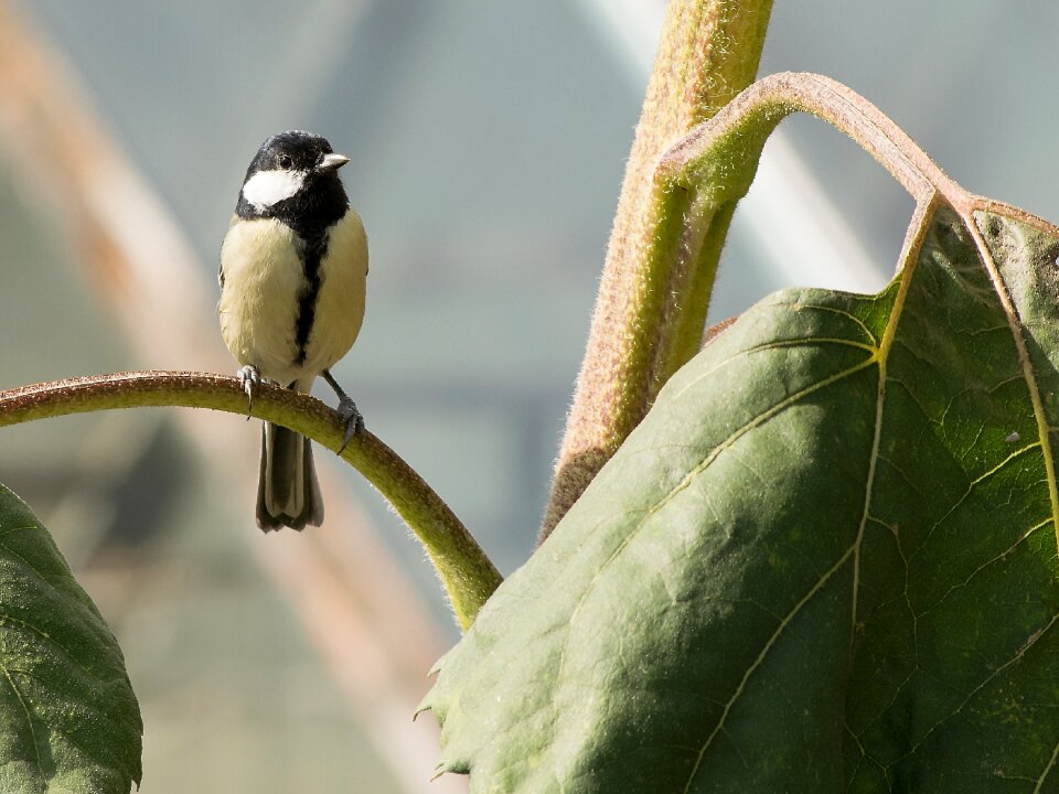 Bird animal world animal