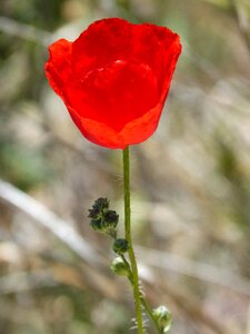 Flower nature plant