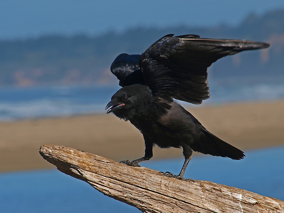 Animal raven nature