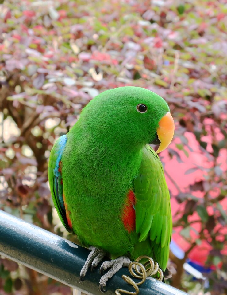 Bird wildlife nature