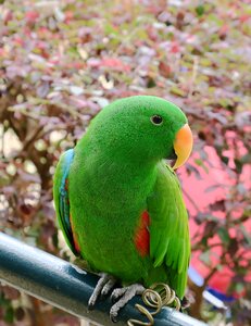 Bird wildlife nature
