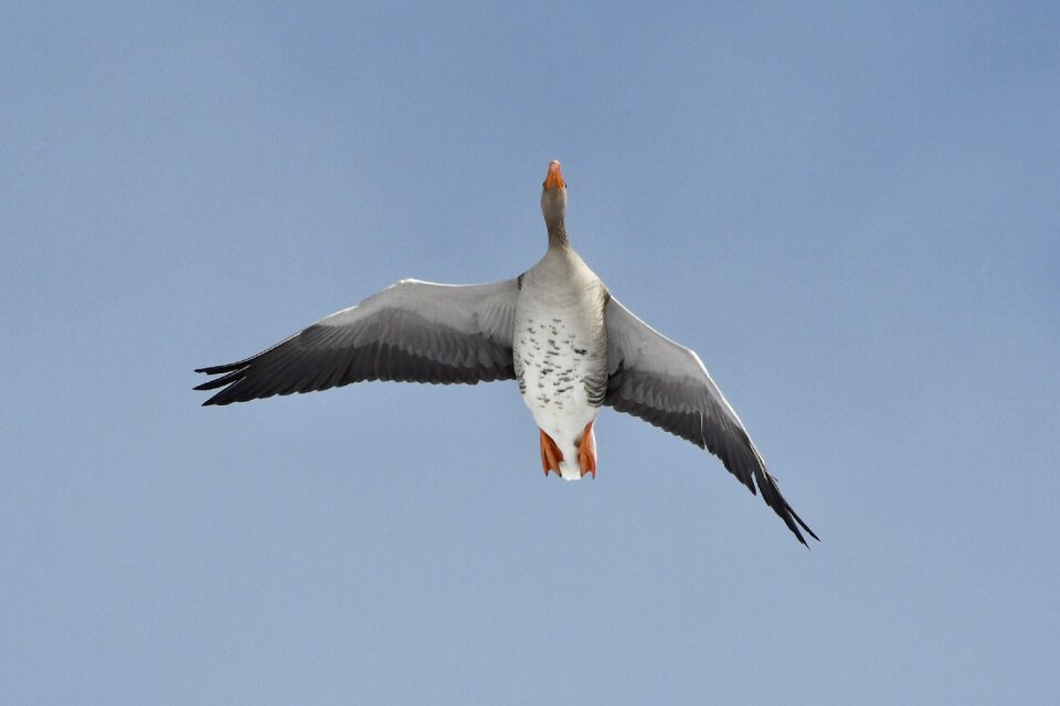 Flight nature greylag