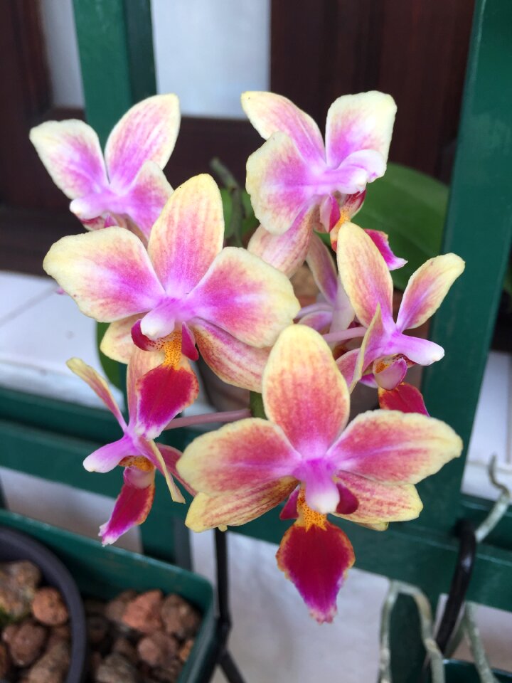 Garden floral