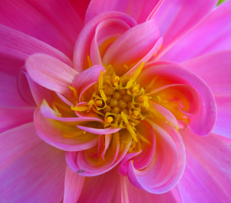 Blossom nature bloom