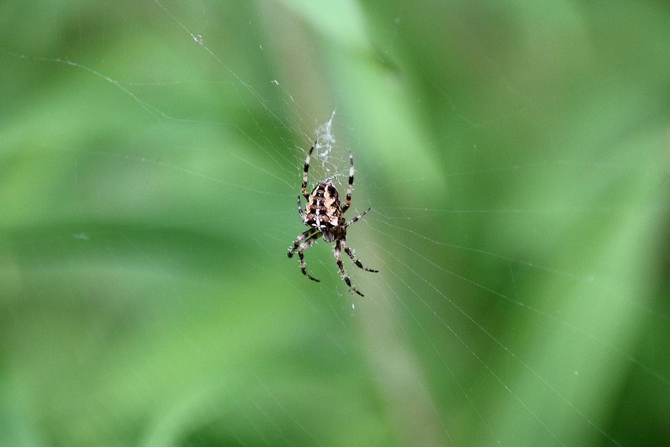 Insect animals nature