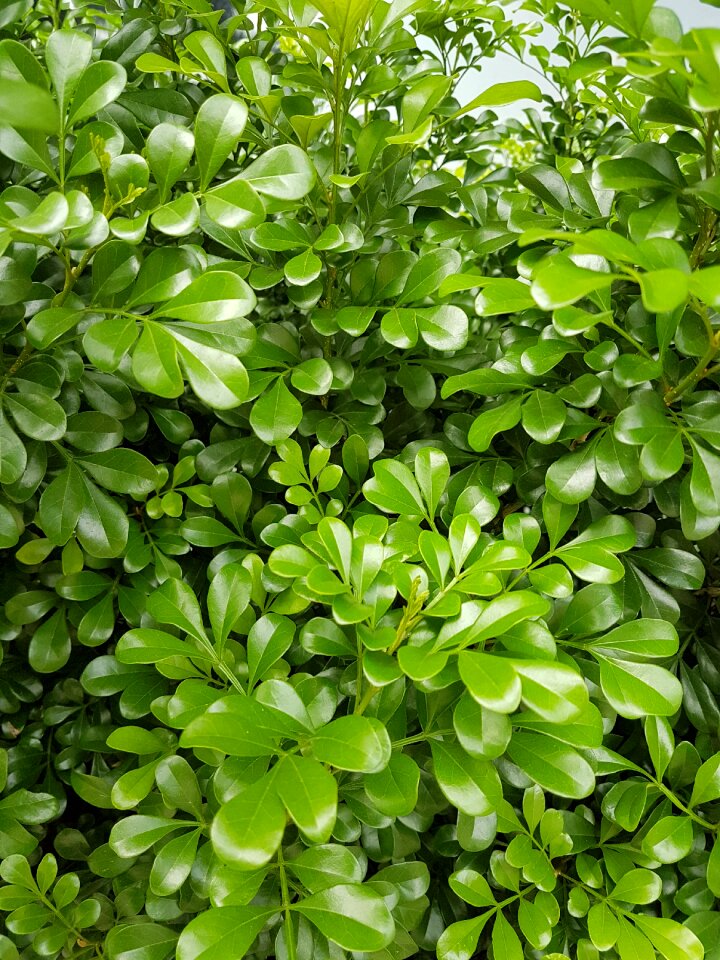 Nature freshness environment