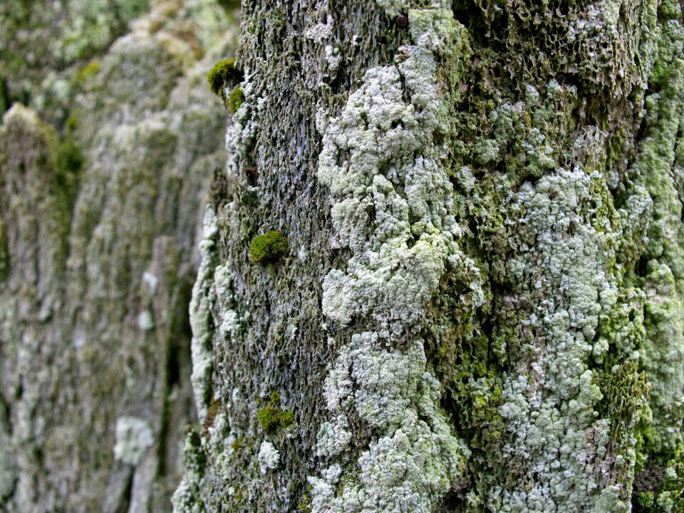 Moss old wal