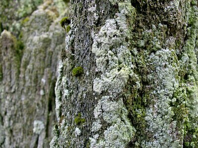 Moss old wal