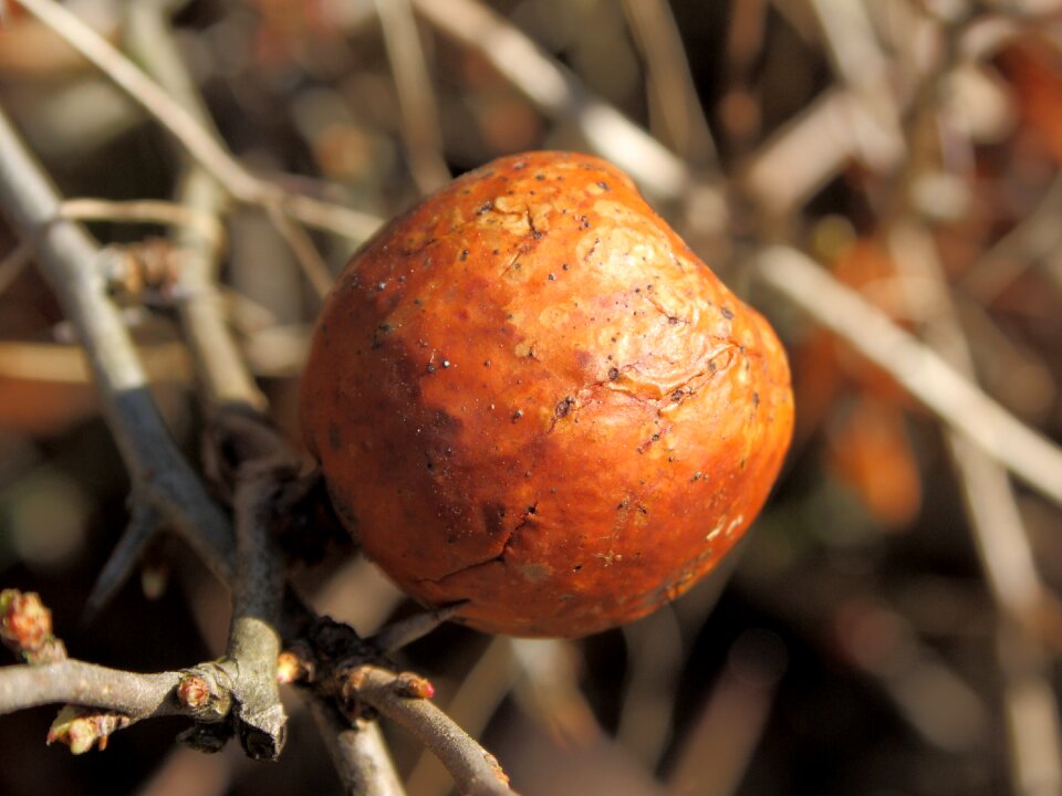 Overripe brown