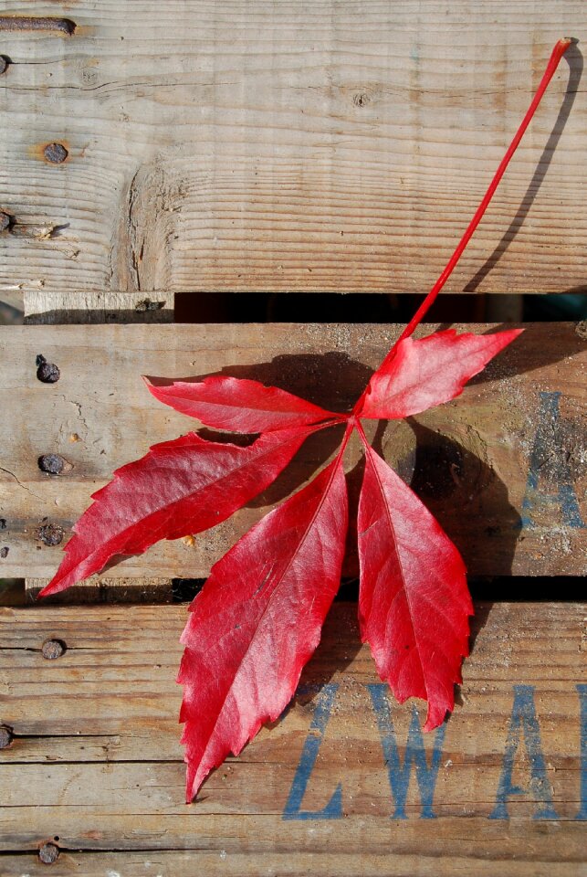 Sheet autumn nature