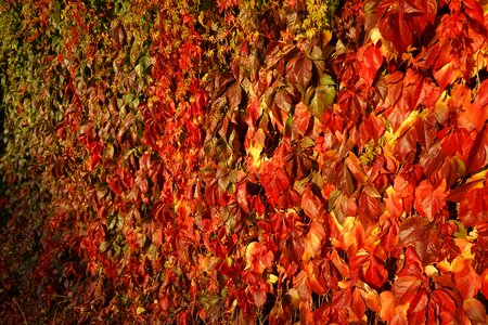 Autumn background texture photo