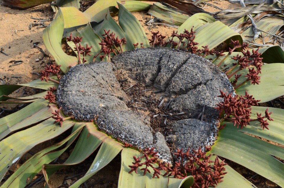 Africa welwitschia mirabilis angola