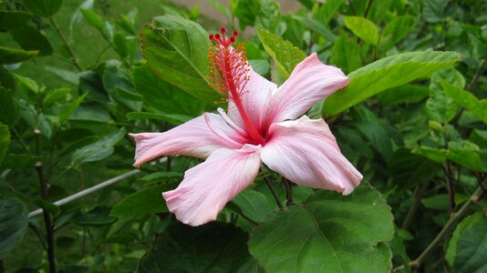 Flower garden pink