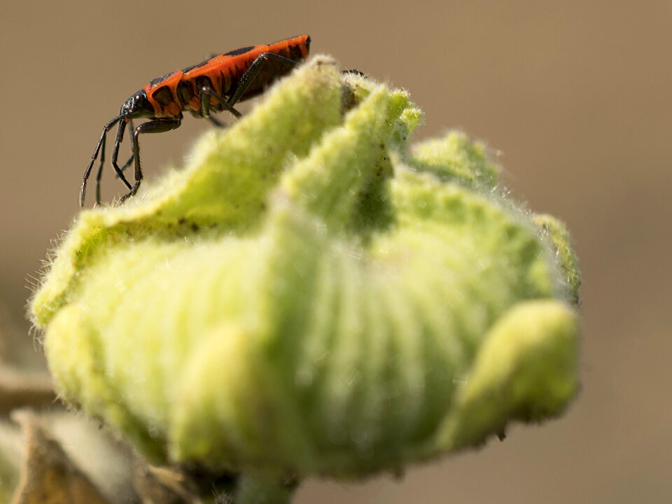 Color background insect