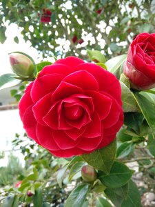 Rose nature plant