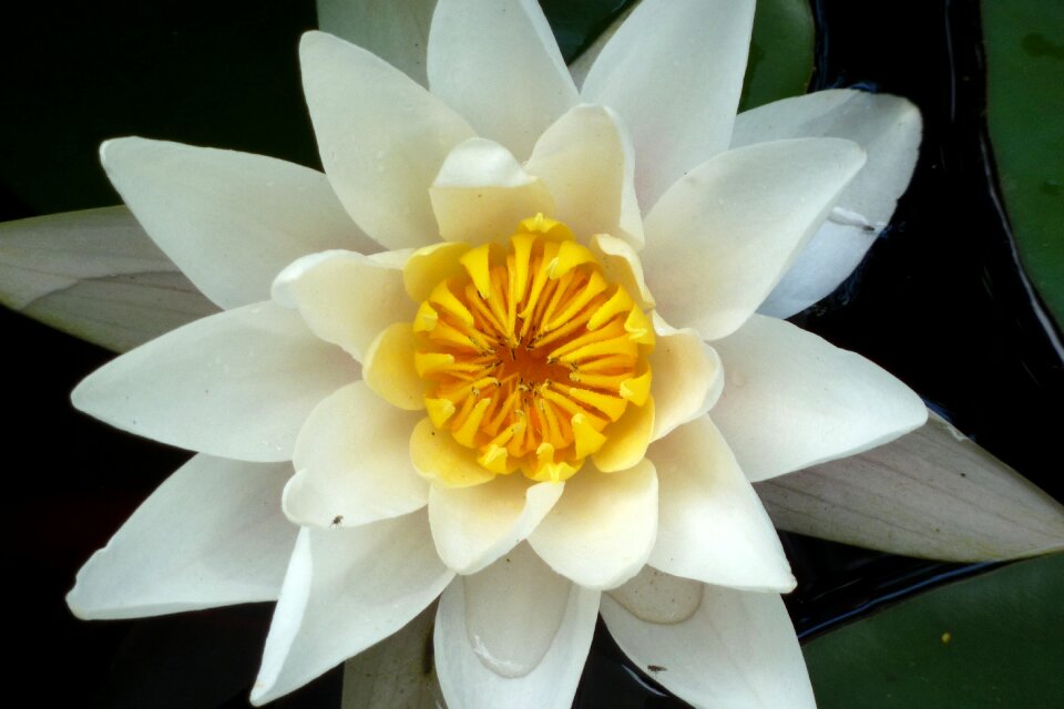 Lotus water lily Free photos