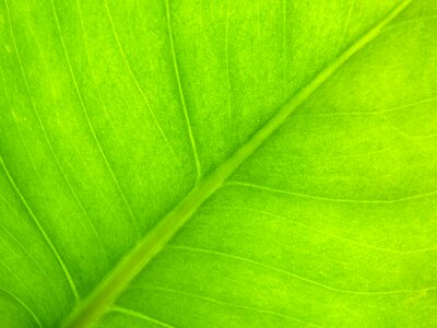 Green leaf photosynthesis