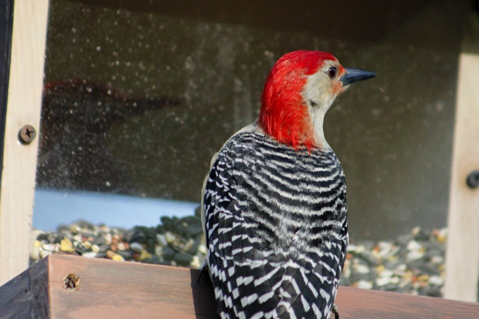 Red-bellied woodpecker wildlife wild