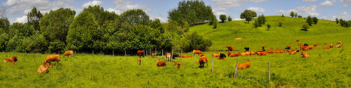 Panoramic landscape field