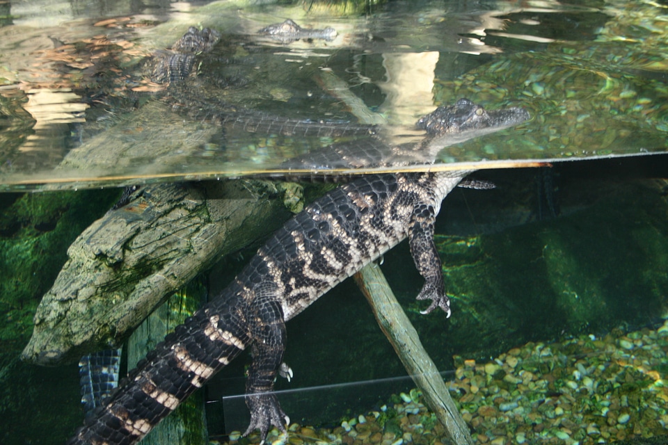 Alligator animal zoology