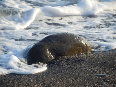 Frosted sea rock