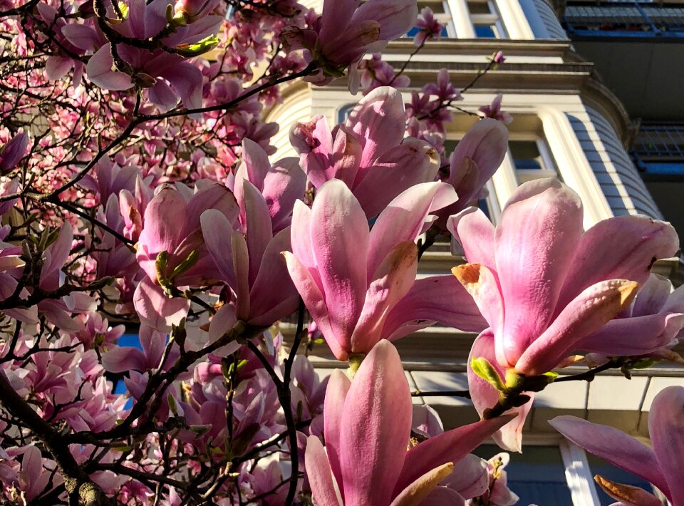 Nature magnolia flowers