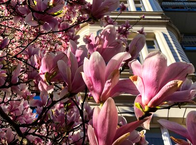 Nature magnolia flowers