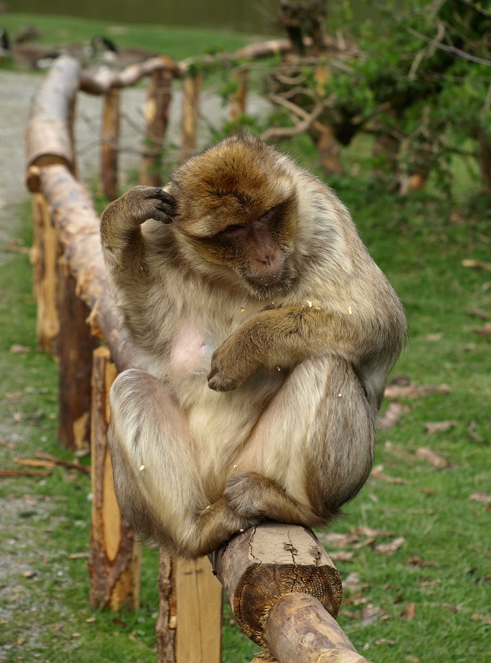 Monkey sit thinking