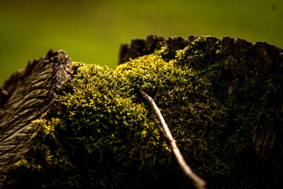 Growth landscape wood