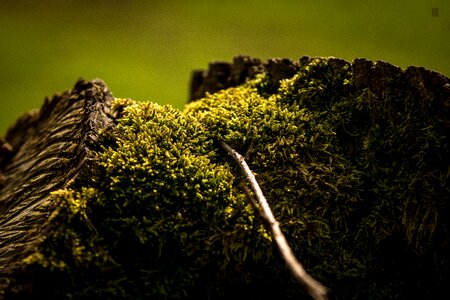 Growth landscape wood