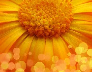 Yellow bokeh floral photo