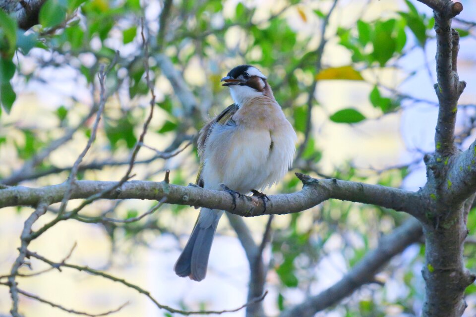 Wildlife tree outdoor photo