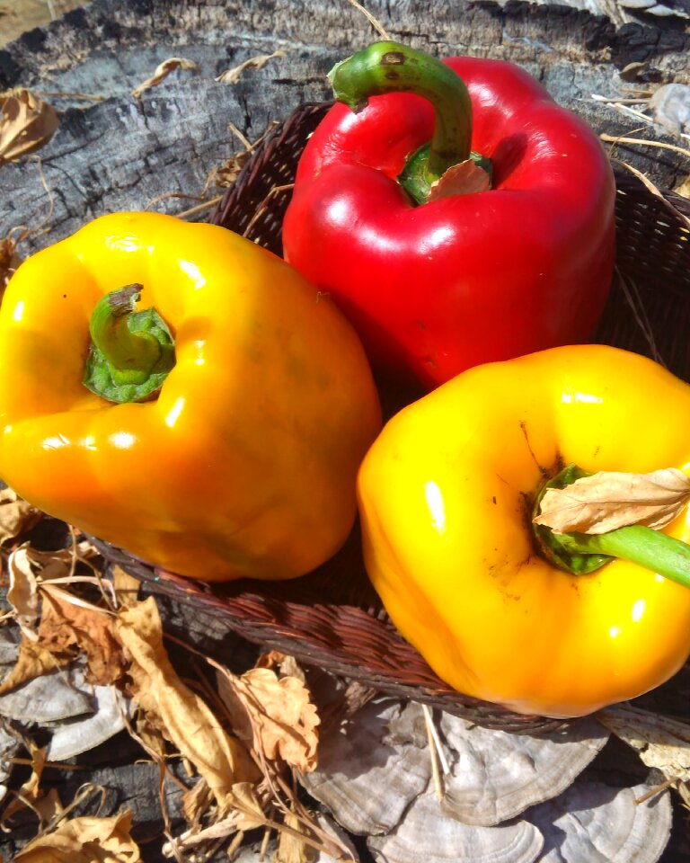 Fruit vegetable freshness