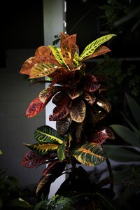 Tropical garden veriegated