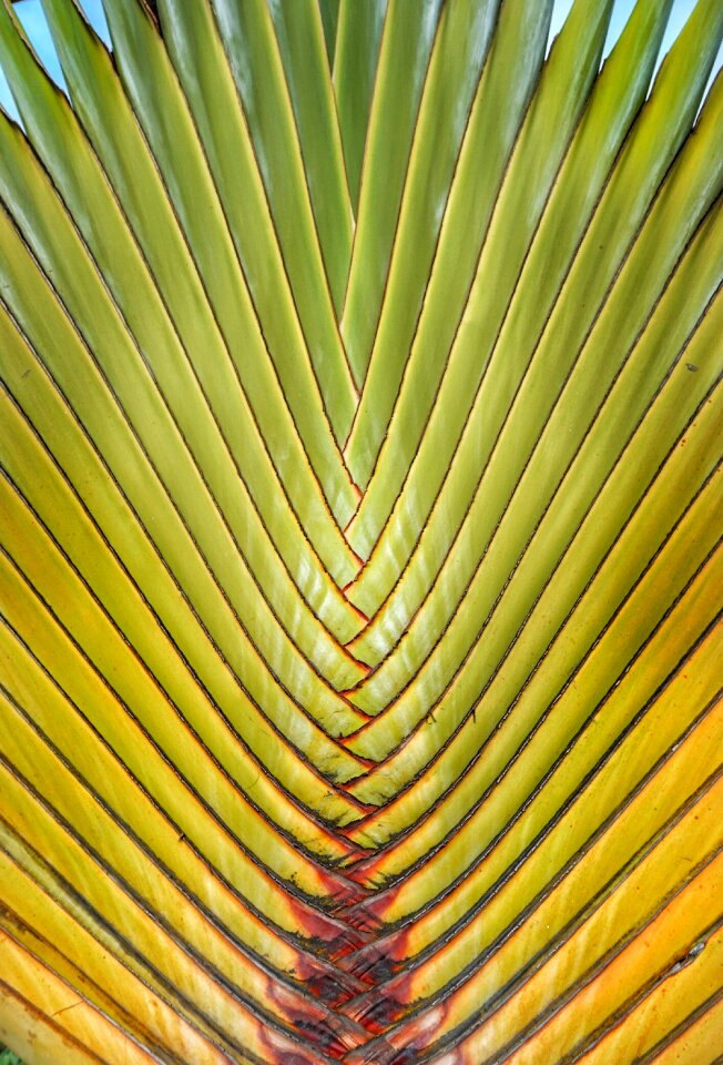 Detail pattern nature