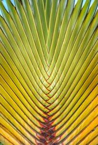 Detail pattern nature