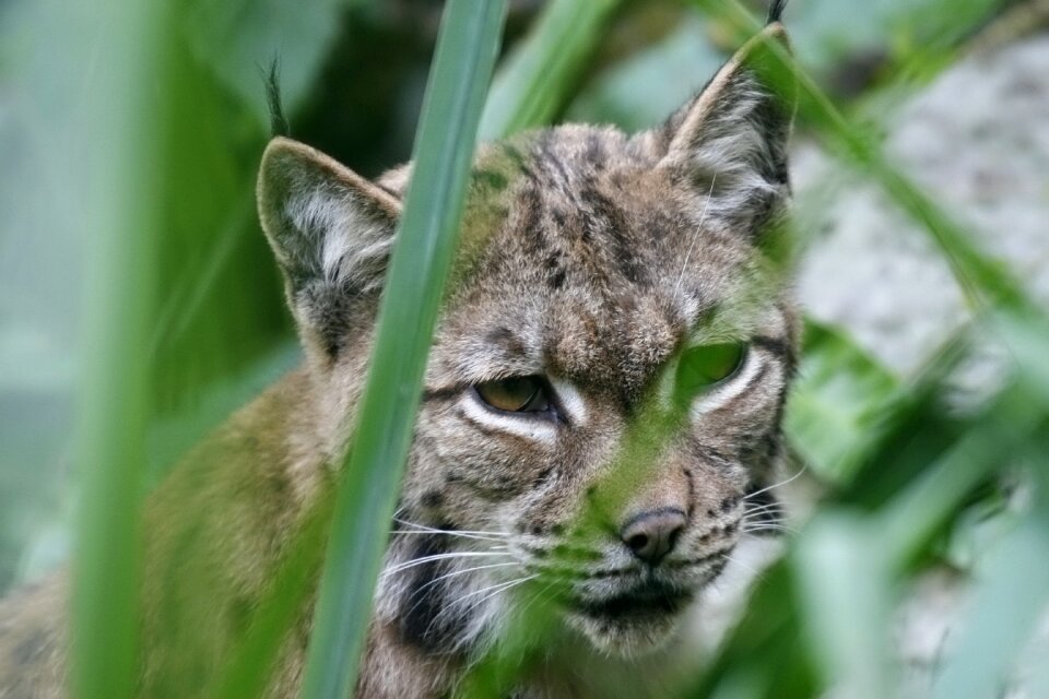 Nature fauna cat