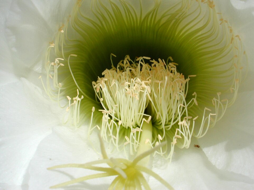Desktop closeup cactus