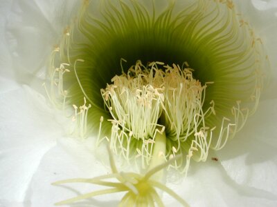 Desktop closeup cactus